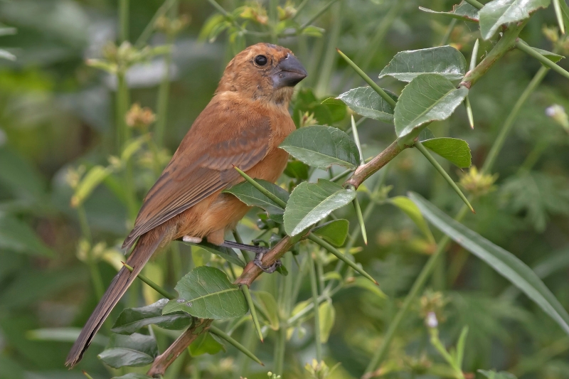 Ultramarine Grosbeak