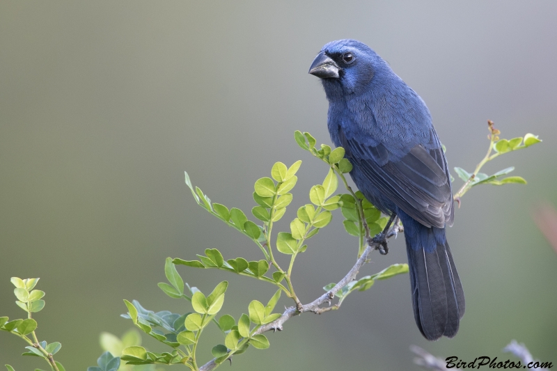 Ultramarine Grosbeak