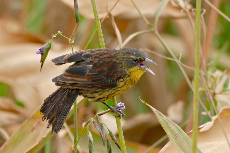 Unicolored Blackbird