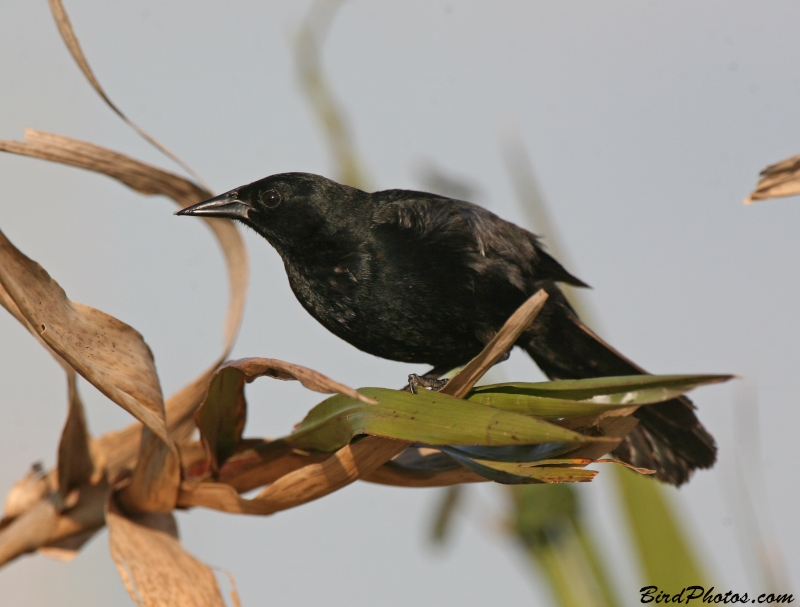 Unicolored Blackbird