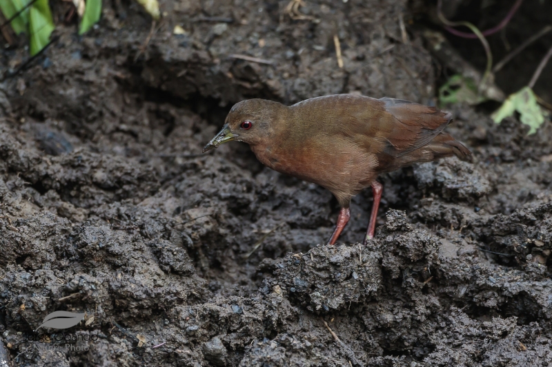 Uniform Crake