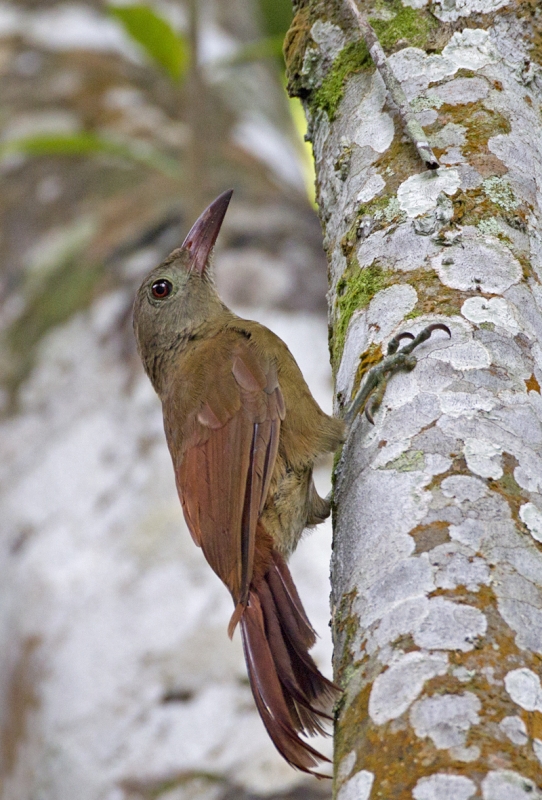 Uniform Woodcreeper