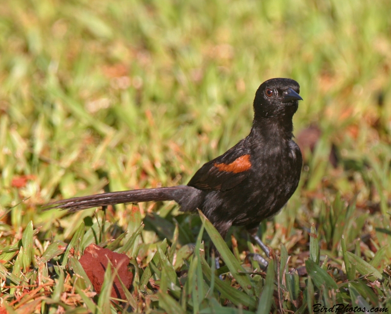 Variable Oriole