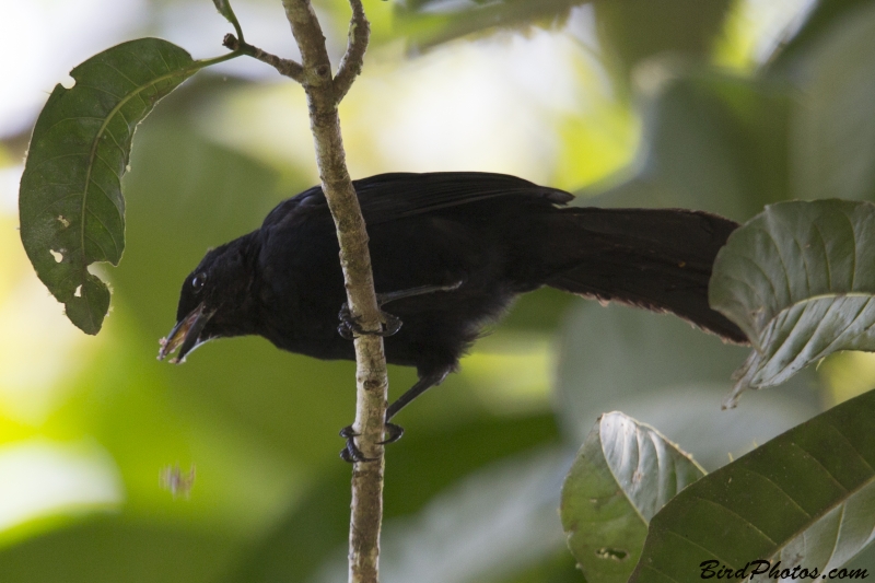 Velvet-fronted Grackle