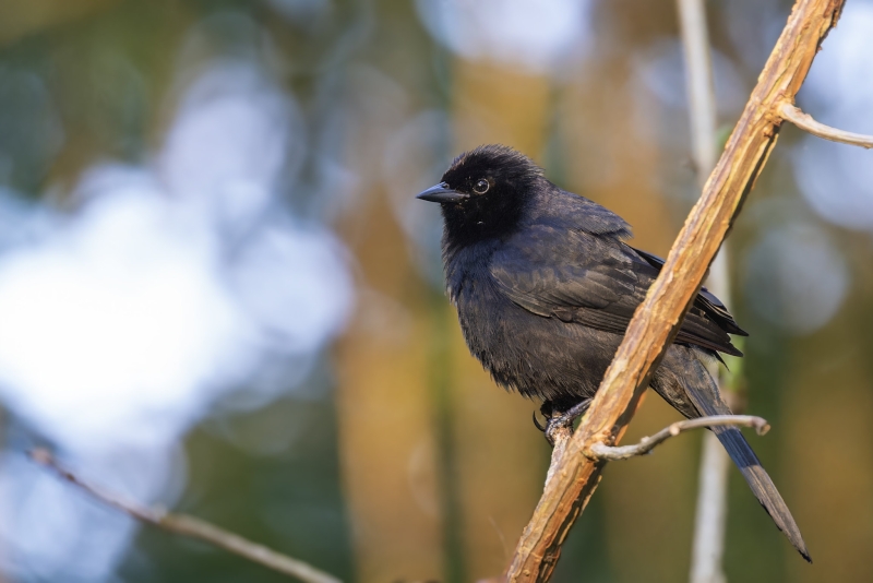 Velvet-fronted Grackle