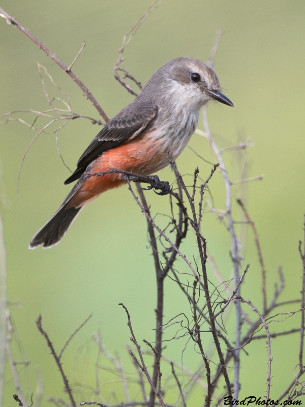 Vermilion Flycatcher