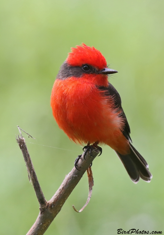 Vermilion Flycatcher