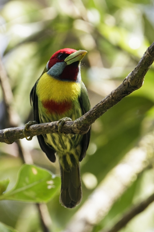 Versicolored Barbet