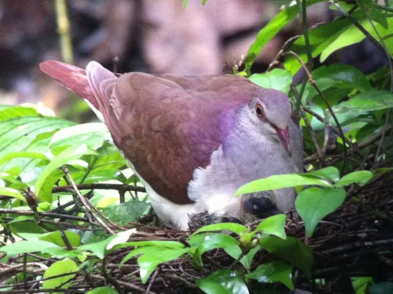 Violaceous Quail-Dove