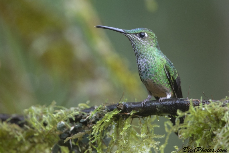 Violet-fronted Brilliant