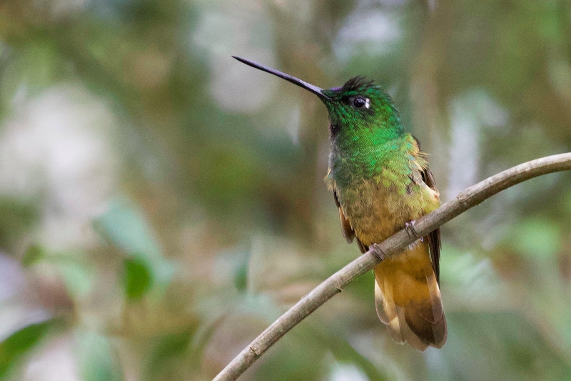 Violet-throated Starfrontlet