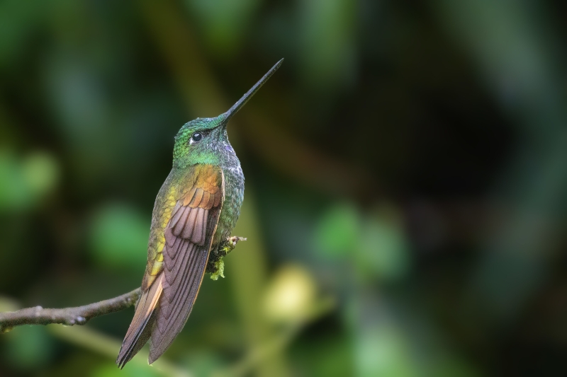 Violet-throated Starfrontlet