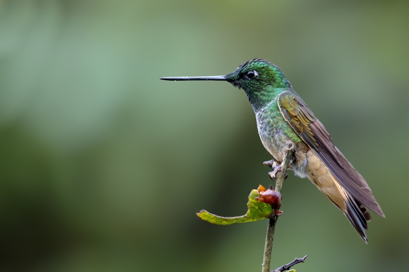 Violet-throated Starfrontlet