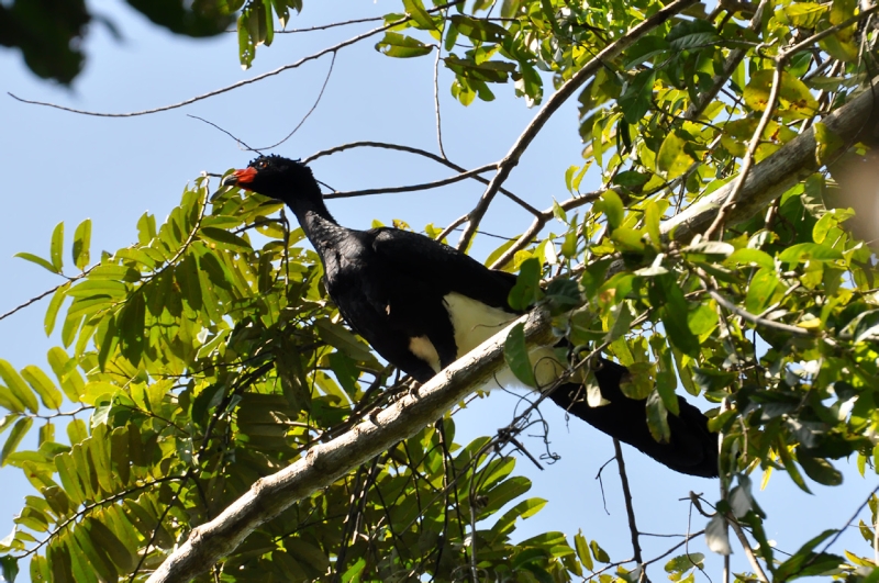 Wattled Curassow