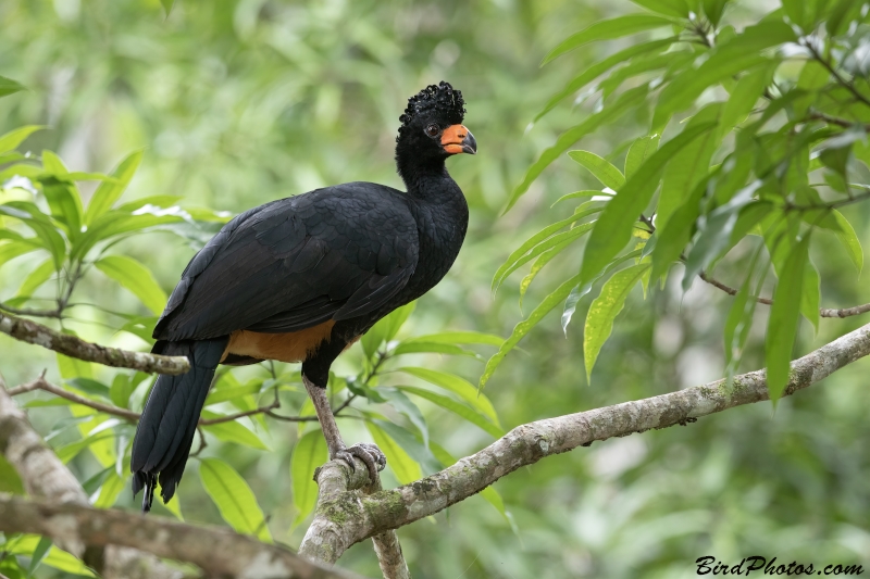 Wattled Curassow