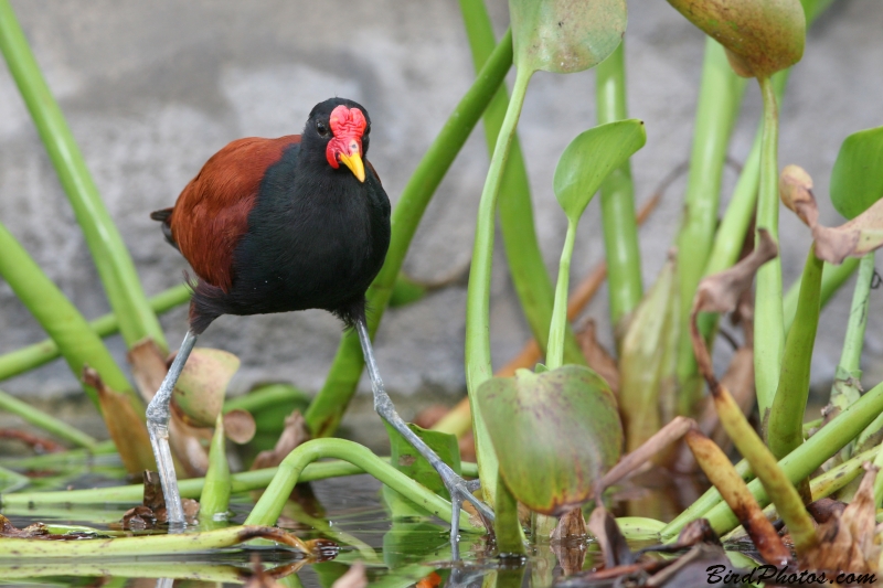 Wattled Jacana