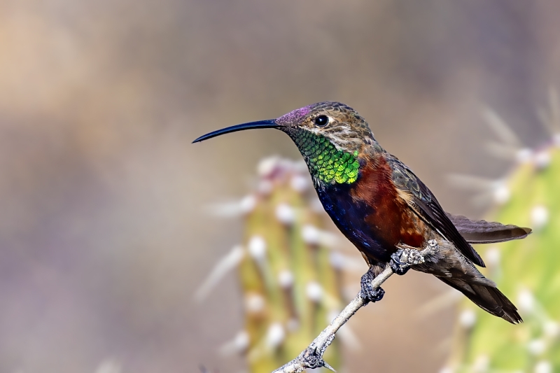 Wedge-tailed Hillstar