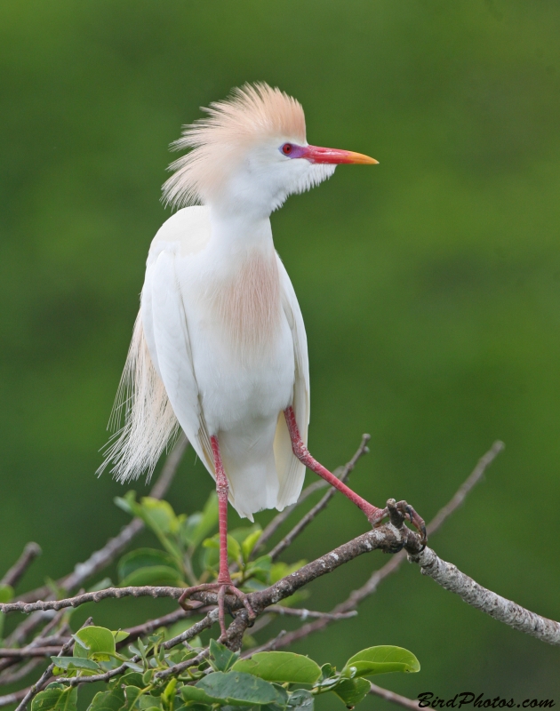 Western Cattle Egret