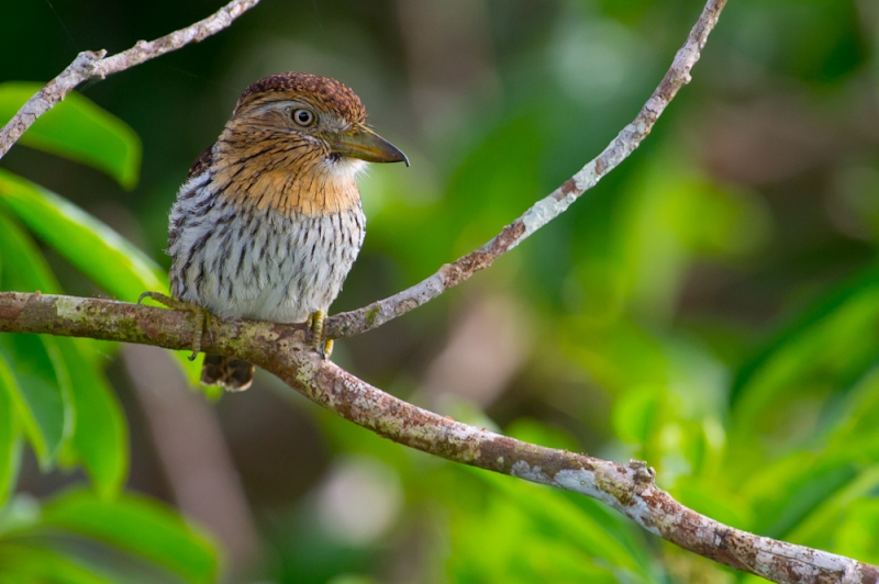 Western Striolated Puffbird