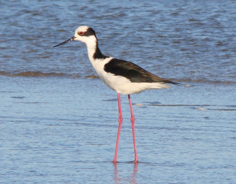 White-backed Stilt