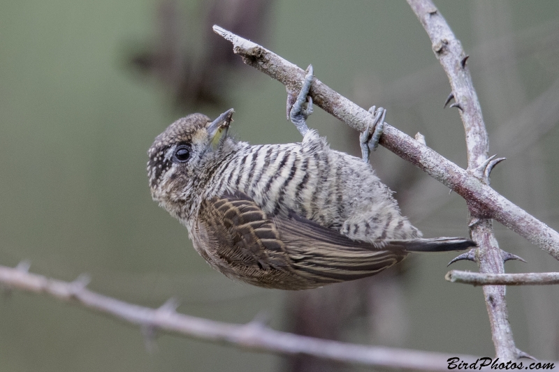 White-barred Piculet