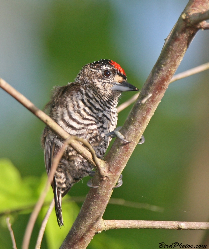 White-barred Piculet