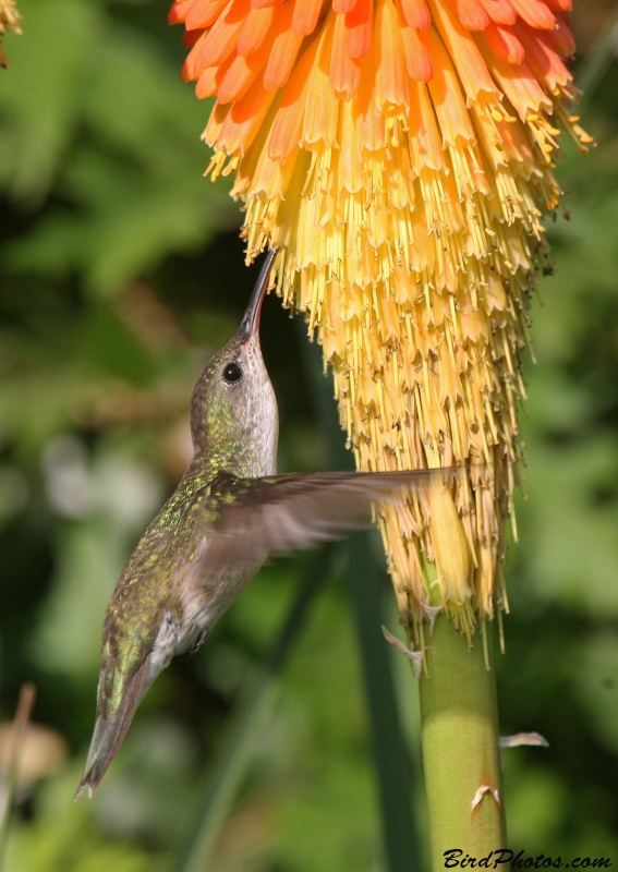 White-bellied Hummingbird