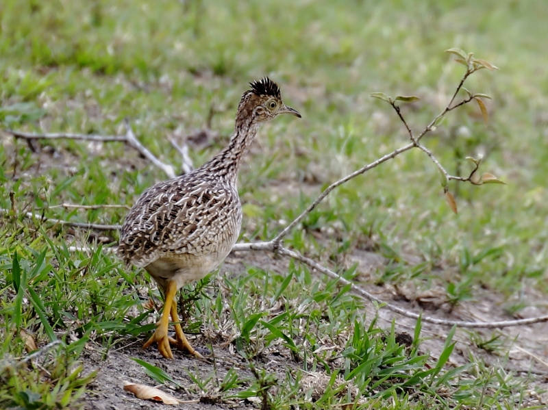 White-bellied Nothura