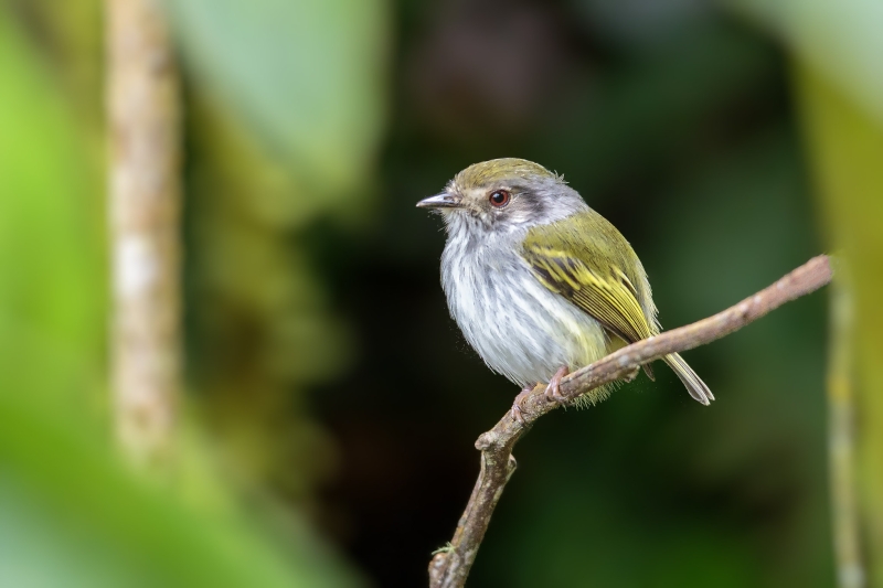 White-bellied Pygmy Tyrant