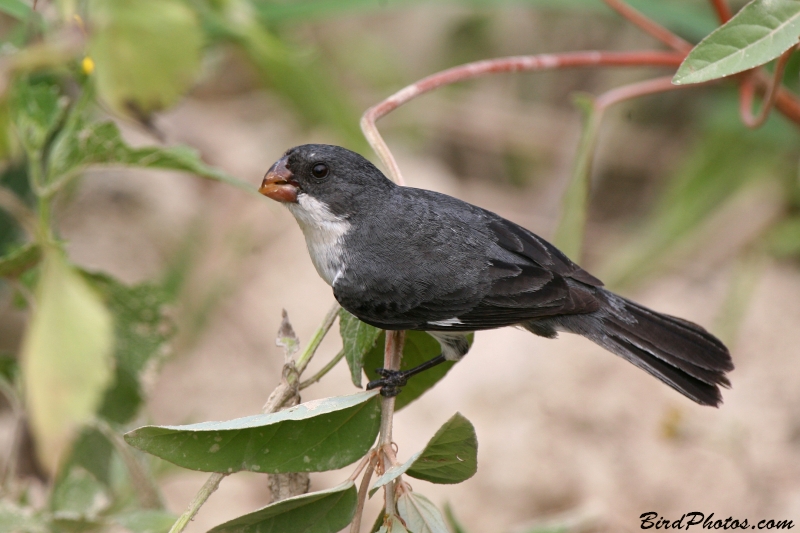 White-bellied Seedeater