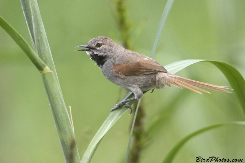 White-bellied Spinetail