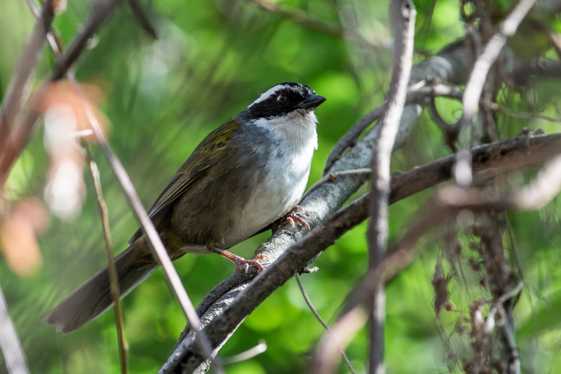 White-browed Brushfinch