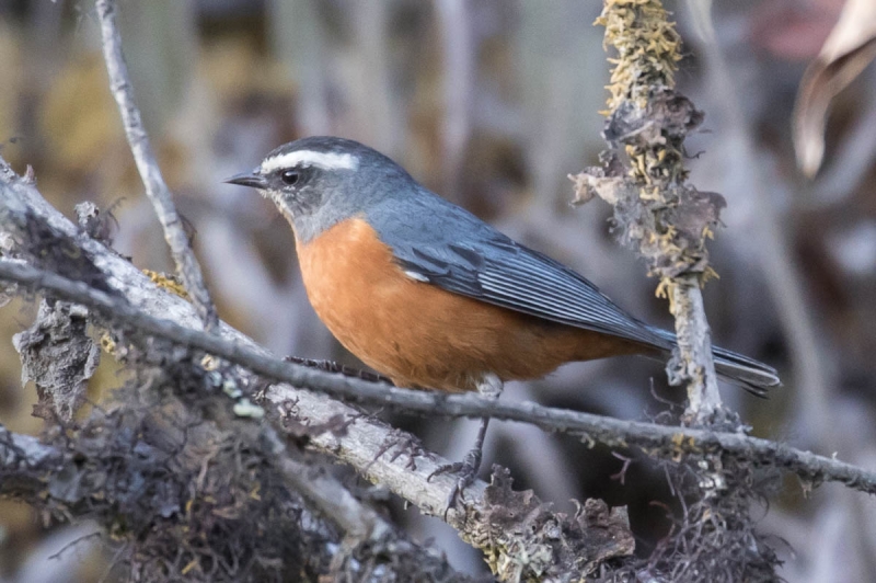 White-browed Conebill