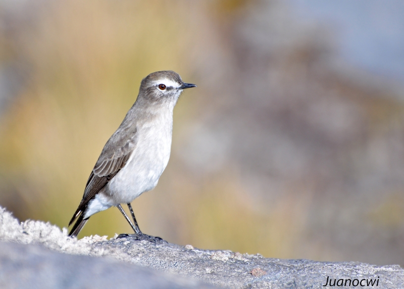 White-browed Ground Tyrant