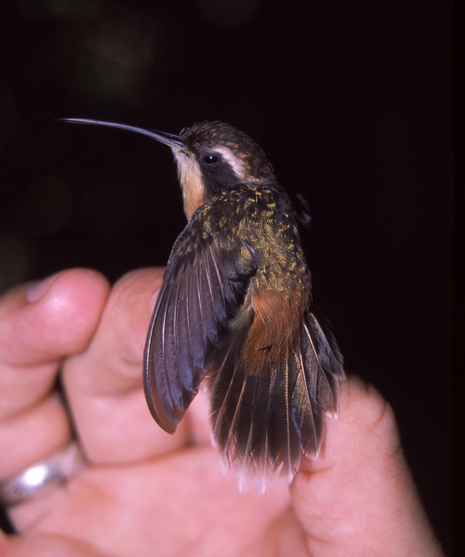 White-browed Hermit