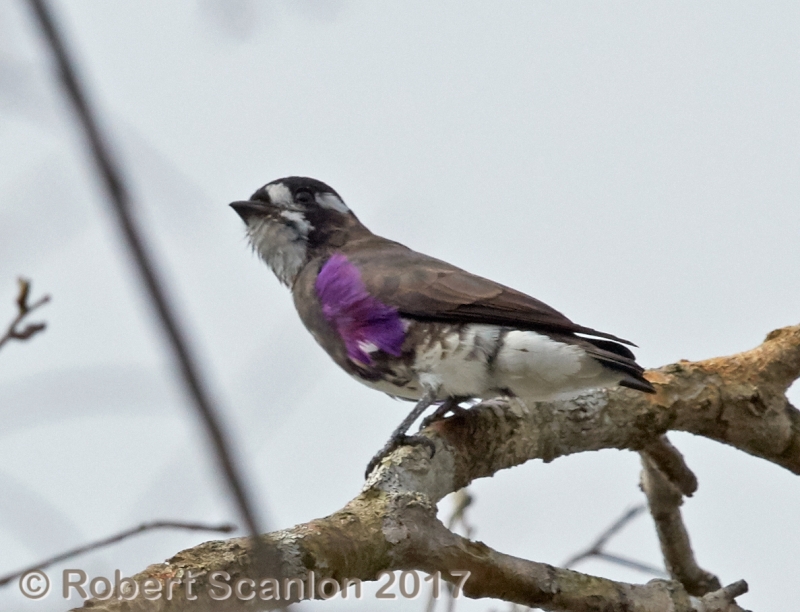 White-browed Purpletuft