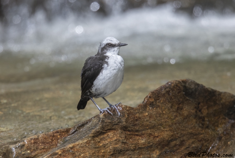 White-capped Dipper