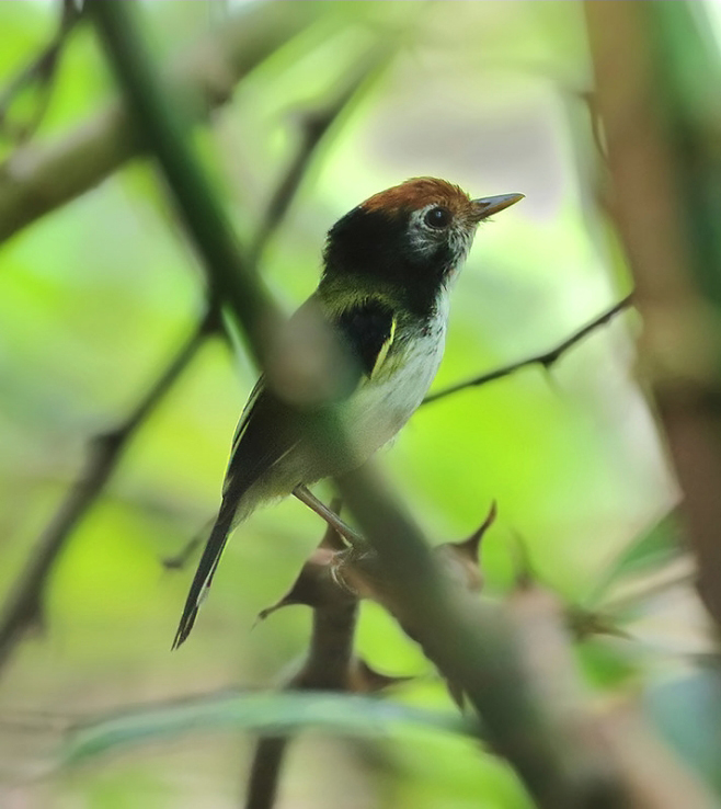 White-cheeked Tody-Flycatcher