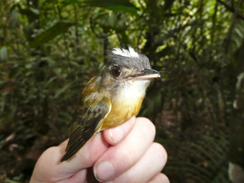 White-crested Spadebill