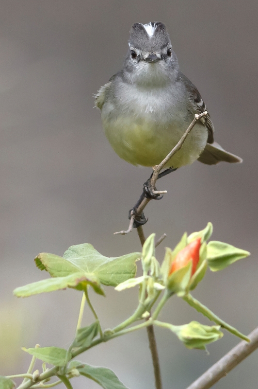 White-crested Tyrannulet