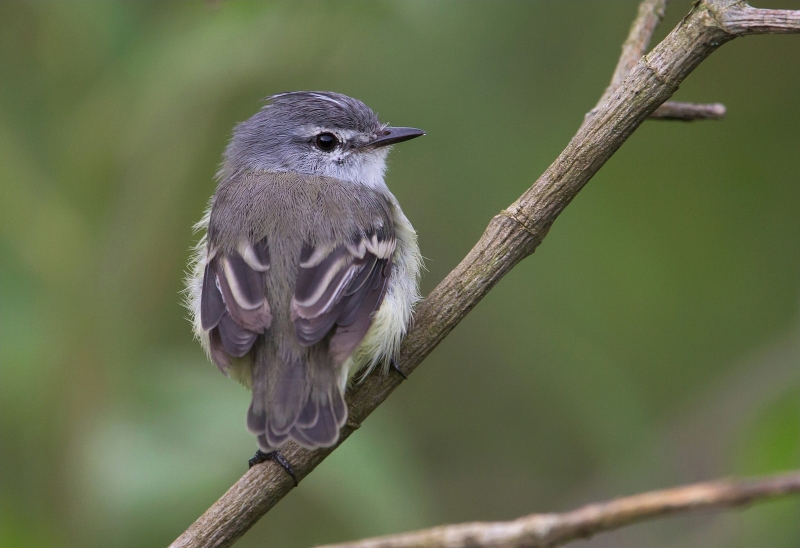 White-crested Tyrannulet