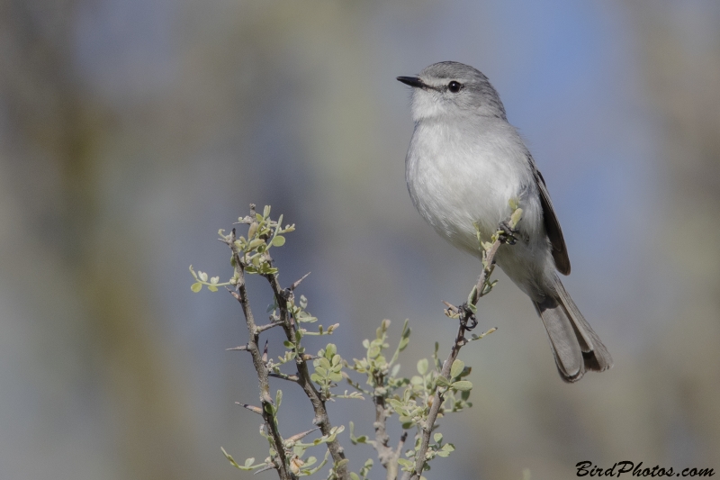 White-crested Tyrannulet