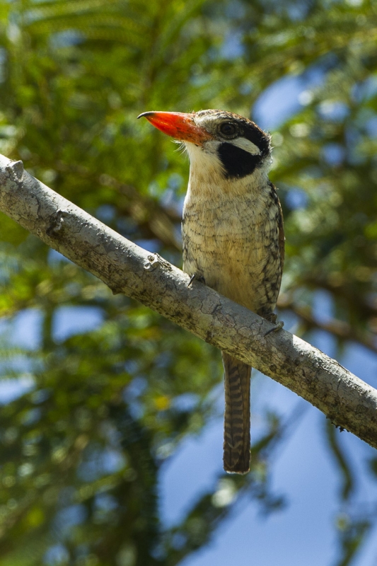 White-eared Puffbird