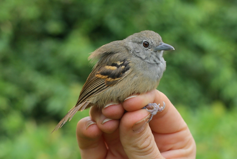 White-eyed Stipplethroat