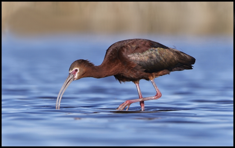 White-faced Ibis