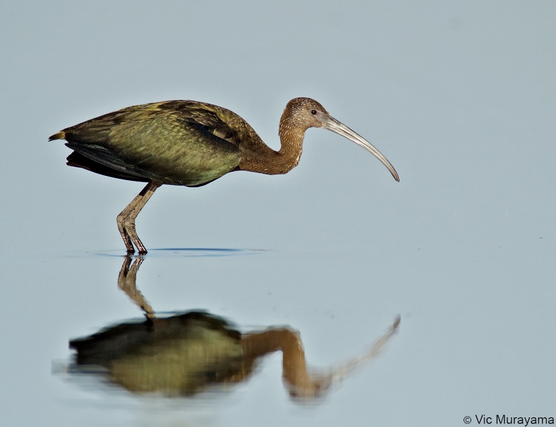 White-faced Ibis