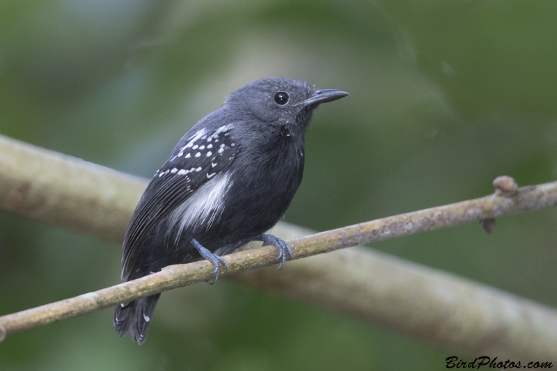 White-flanked Antwren