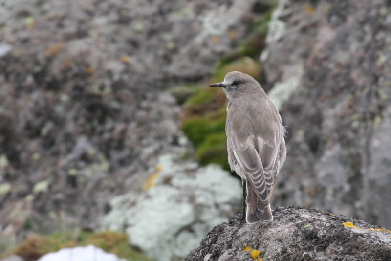 White-fronted Ground Tyrant