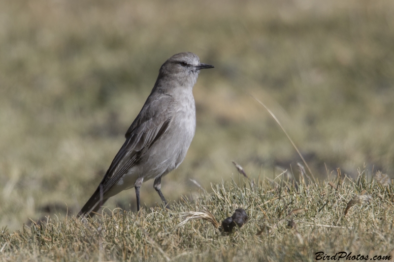 White-fronted Ground Tyrant