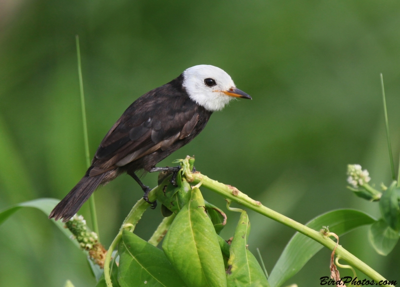 White-headed Marsh Tyrant